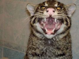 Виверровый кот-рыболов! Прошу любить и жаловать! Стоит как новая иномарка