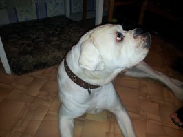 Вот мой лапочка! На ручках очень любит сидеть.