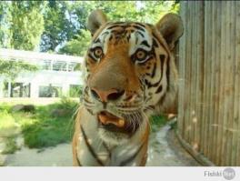 Тащь ст. лейтенант, тут эта! Тигр стоит...