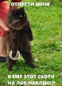 16 котов, которые не ожидали, что вы вернетесь домой так рано