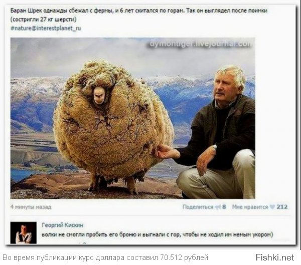 Интересная история этой овечки: