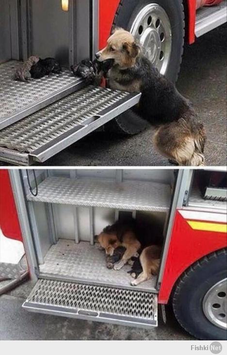 Собака вынесла своих щенков из горящего дома и положила их в кузов пожарной машины.