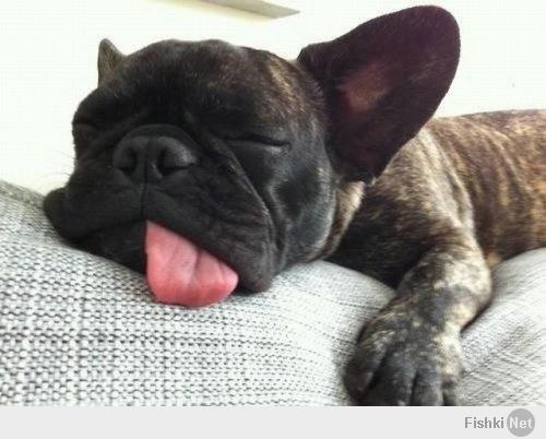 Ну так сладко спит собакин   :)