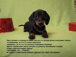 Фишкина солянка за 16.07.2014