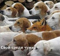 Фишкина солянка за 15.09.2014 