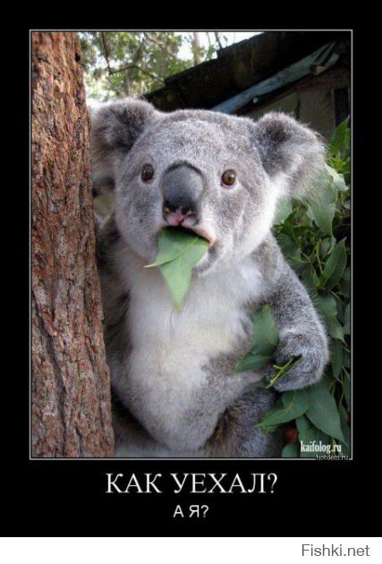 Да нет, дебил, вот эта коала. 
А на твоей картинке коала, которую бешенством заразили те, кто вас дебилов поддерживает... (((