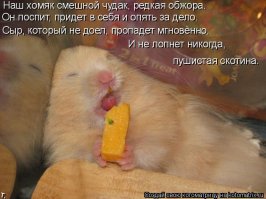 Хомячки