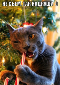 Коты, намеревающиеся съесть все новогодние сладости