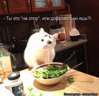 21 пример феноменальной кошачьей логики  