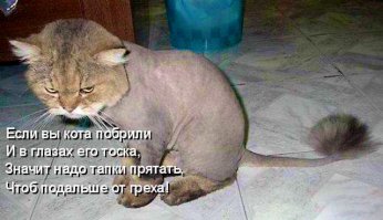 Смертельный взгляд кота в конце