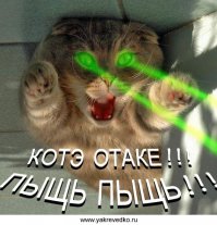 20 открыток с истинными мыслями замурчательных котов