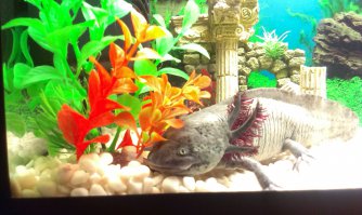 Мои улыбашки:) Вася и Бендер