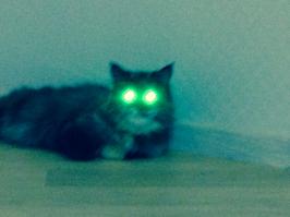 Моя кошка там часто бывает )))