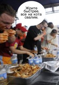 Рыжий кот в аэропорту Владивостока съел деликатесов на 1100 долларов