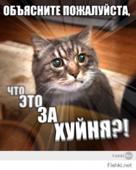 Как не стоит вести себя с котом 