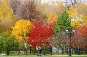 с осенними оттенками