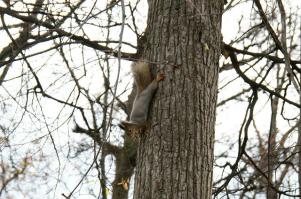 и покормить местных обитателей
