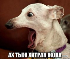 Опасный момент: пингвин укусил заблудившегося морского слона