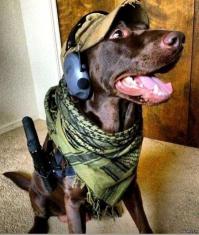 Участвовать в боевых действиях и охранять покой граждан :)