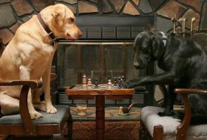 Сниматься в кино и играть в интеллектуальные игры, или собраться за покерным столом :)