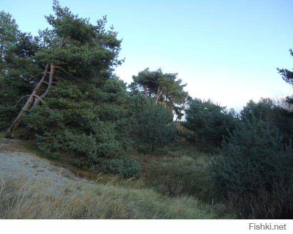 Собственные фотки с Балтийской косы.