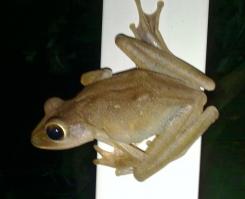 Глядя на эти фотографии, поневоле веришь в сказку про царевну-лягушку:)