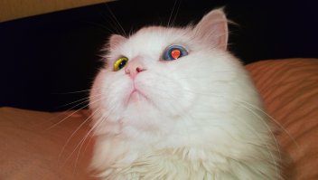 А у нас такой: