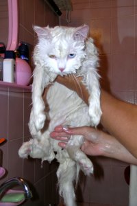 А у нас такой: