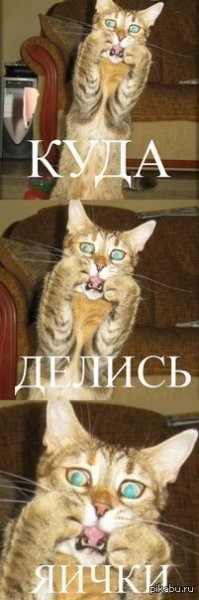 Страшный сон кота: