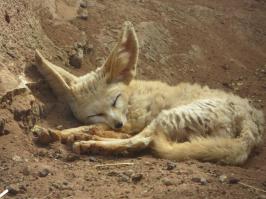 Фенек в природе, сфоткал в Марокко недалеко от Рабата.