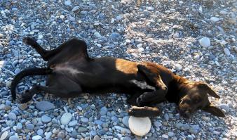 Вчера на пляже, около шезлонгов, дрыхла безмятежно эта собаченция, без хозяина. Видимо тоже любит отдых на море)))