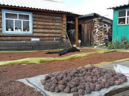 Тайга Забайкалья