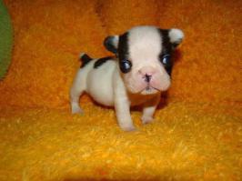 Фишкина солянка за 27.08.2014