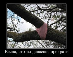 Но как!!!

Как они их одели?
Не обошлось без ножниц наверное.