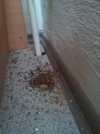 У нас на работе тоже есть кладбище муравьев. Выкидывают из под подоконника выкидывают и вся эта беда сыпется на батарею, стол и за стол. Собственно, вот - только что сфоткал результат за это лето.