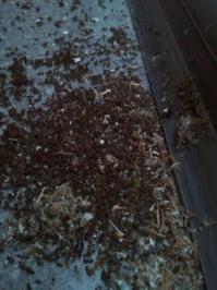 У нас на работе тоже есть кладбище муравьев. Выкидывают из под подоконника выкидывают и вся эта беда сыпется на батарею, стол и за стол. Собственно, вот - только что сфоткал результат за это лето.