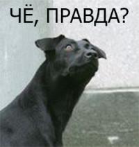 Развели аферистов