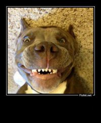 29 самых популярных селфи собак, которые потрясли весь мир