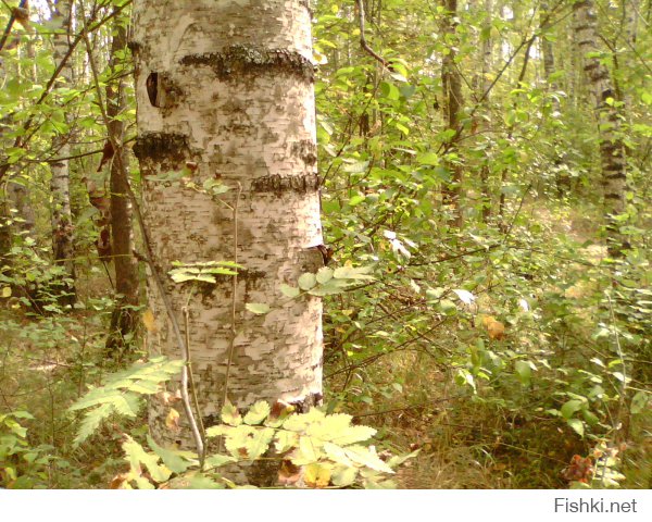 В Подмосковье тоже не хилые леса.