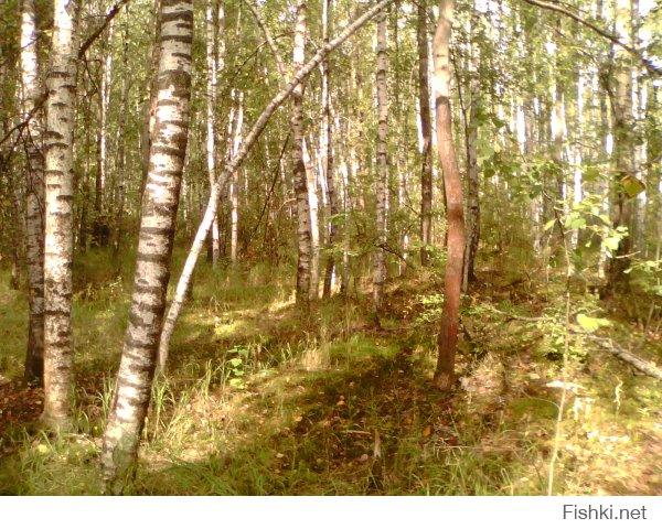 В Подмосковье тоже не хилые леса.