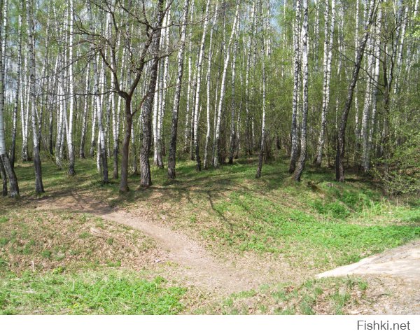 В Подмосковье тоже не хилые леса.