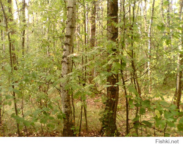 В Подмосковье тоже не хилые леса.