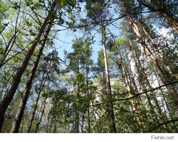 В Подмосковье тоже не хилые леса.