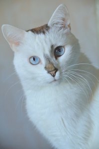 Это мой котэ, ему 11 лет.