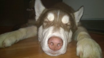 Если жизнь, не плещет лаской,
Попу показав тебе. 
Пусть той попой, будет Хаски,
Лучшей попой на земле)