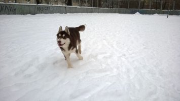 Почти так и есть расположение хвоста зависит от настроения :) Когда хаски радуется он у них поднят почти как у лайки . Когда бежит хвост как продолжение спины а в спокойном состоянии опущен .Вот моё чудо