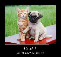  Забавные доказательства, что люди являются родственниками обезьян