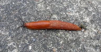 Ну вообще-то "Nacktschnecke" так выглядит.
Действительно голая! :)