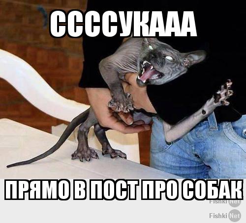 Про собак или почему собака лучший друг человека