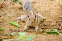 Мне одному показалось, что тихоходка на бурундука похожа ?